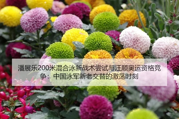 潘展乐200米混合泳新战术尝试与汪顺奥运资格竞争：中国泳军新老交替的激荡时刻