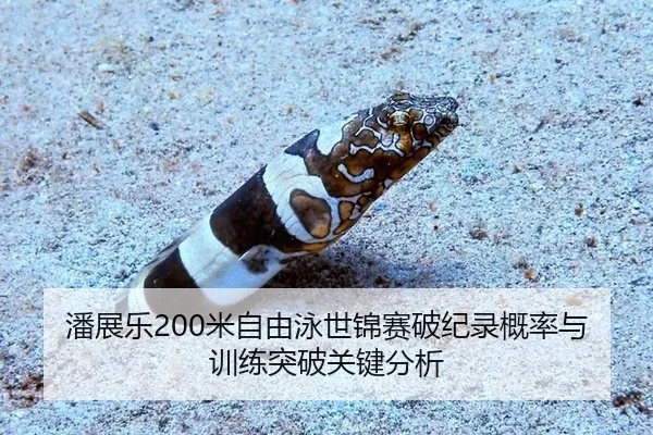 潘展乐200米自由泳世锦赛破纪录概率与训练突破关键分析